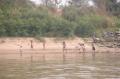 015enfants_laos Les enfants cot Laos qui se baignent dans le Mekong ...  Nous n'avons pas vu cela cot Thai.