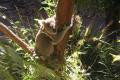 20_sydney_koala2 Les koalas tant attendus par les filles, on aurait aime les voir en liberte mais c'est mieux que rien ....