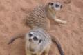 25_sydney_1104_timon Voici 
