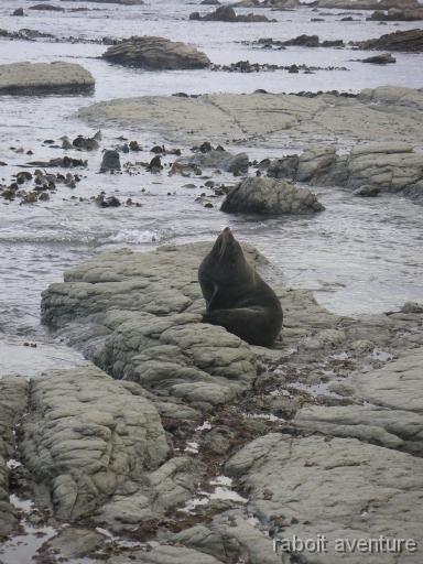 16_nz_1704_otarie Otarie  fourrure sauvage a Kaikoura. On ne doit pas s'en approcher a moins de 10 metres pour ne pas risquer de les affoler ou de se faire mordre s'il s'agit d'un mre mais aussi bien sr dans le but de les prserver.