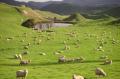 42_nz_0105_moutons Un petit troupeau de mouton. Bien souvent, la densite est telle que  le champ en est recouvert. Il y a 44 M de moutons dans le pays, soit 10 fois plus que d'habitants. On peut aussi remarquer les paysages tres escarpes, preuve de leur jeunesse.
