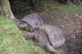 19_tahiti_1505_tortues Les fameuses tortues plus que centenaires du jardin botanique sur lesquelles Christophe marchait il y a 30 ans, d'ailleurs elles l'ont reconnu.